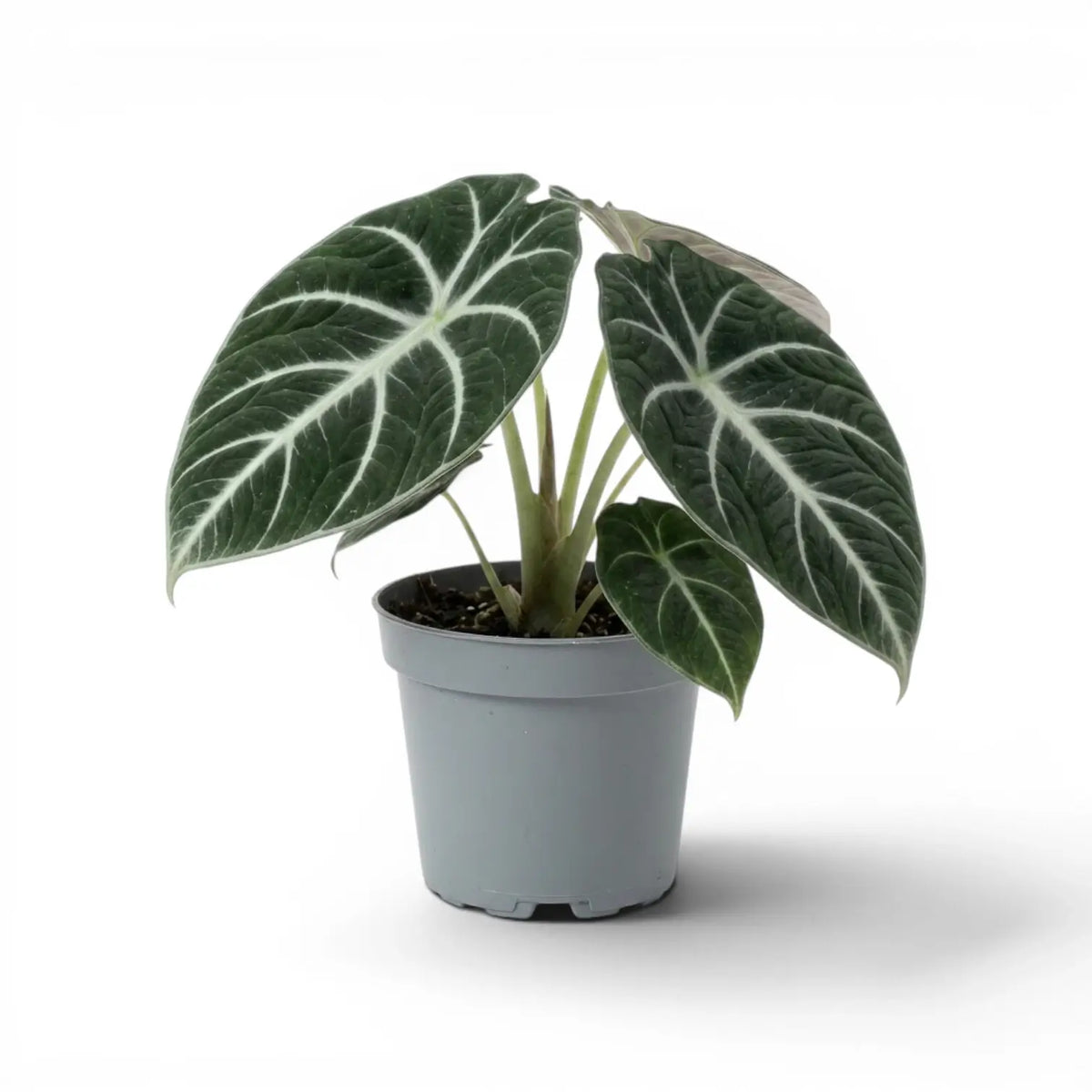 Alocasia ninja medium-sized plant with textured, dark green leaves in a nursery pot on a white background