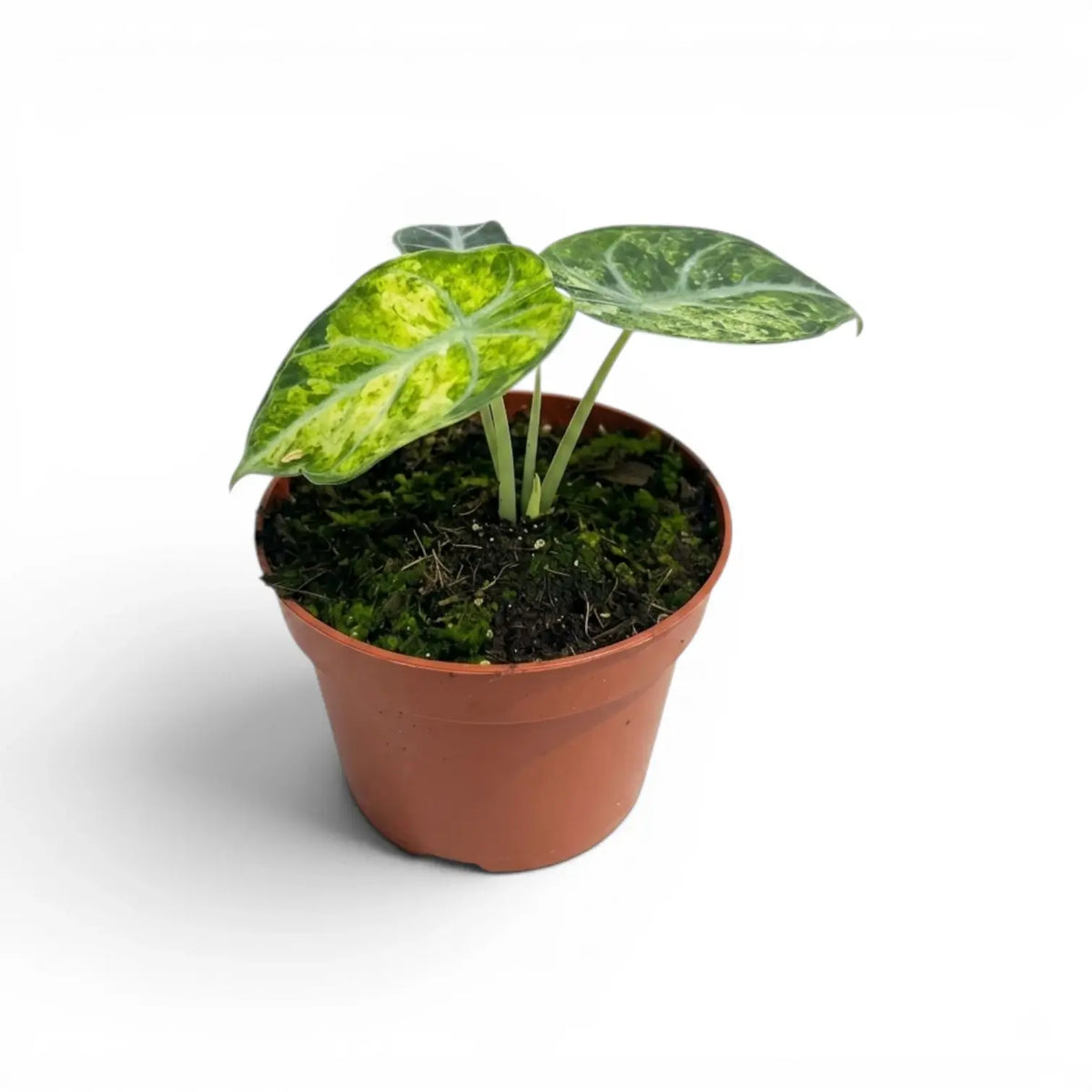 Alocasia reginula ‘Ninja Tricolor’ baby plant with an upright lime-mottled leaf and two dark marbled leaves.