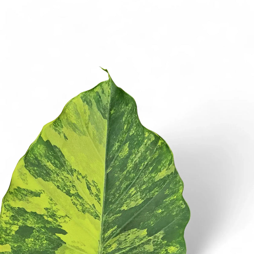 Alocasia odora 'California Variegata Aurea' – Blattdetail vor weißem Hintergrund..