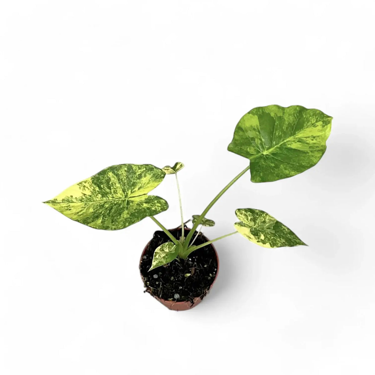 Alocasia odora 'California Variegata Aurea' potted plant in nursery pot on white background.