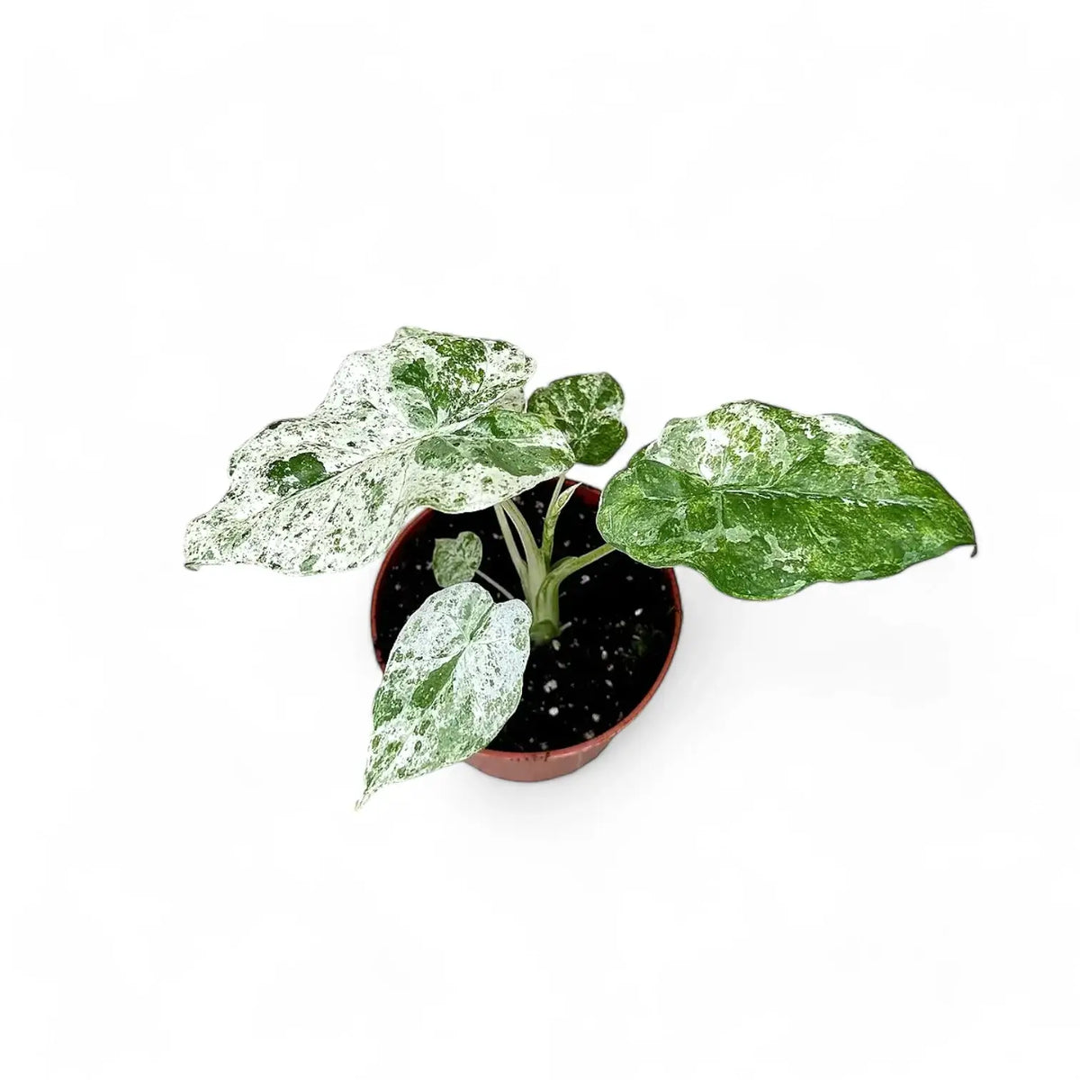 Alocasia odora variegata 'Batik' Zimmerpflanze im Anzuchttopf vor weißem Hintergrund, Produktfoto 3.
