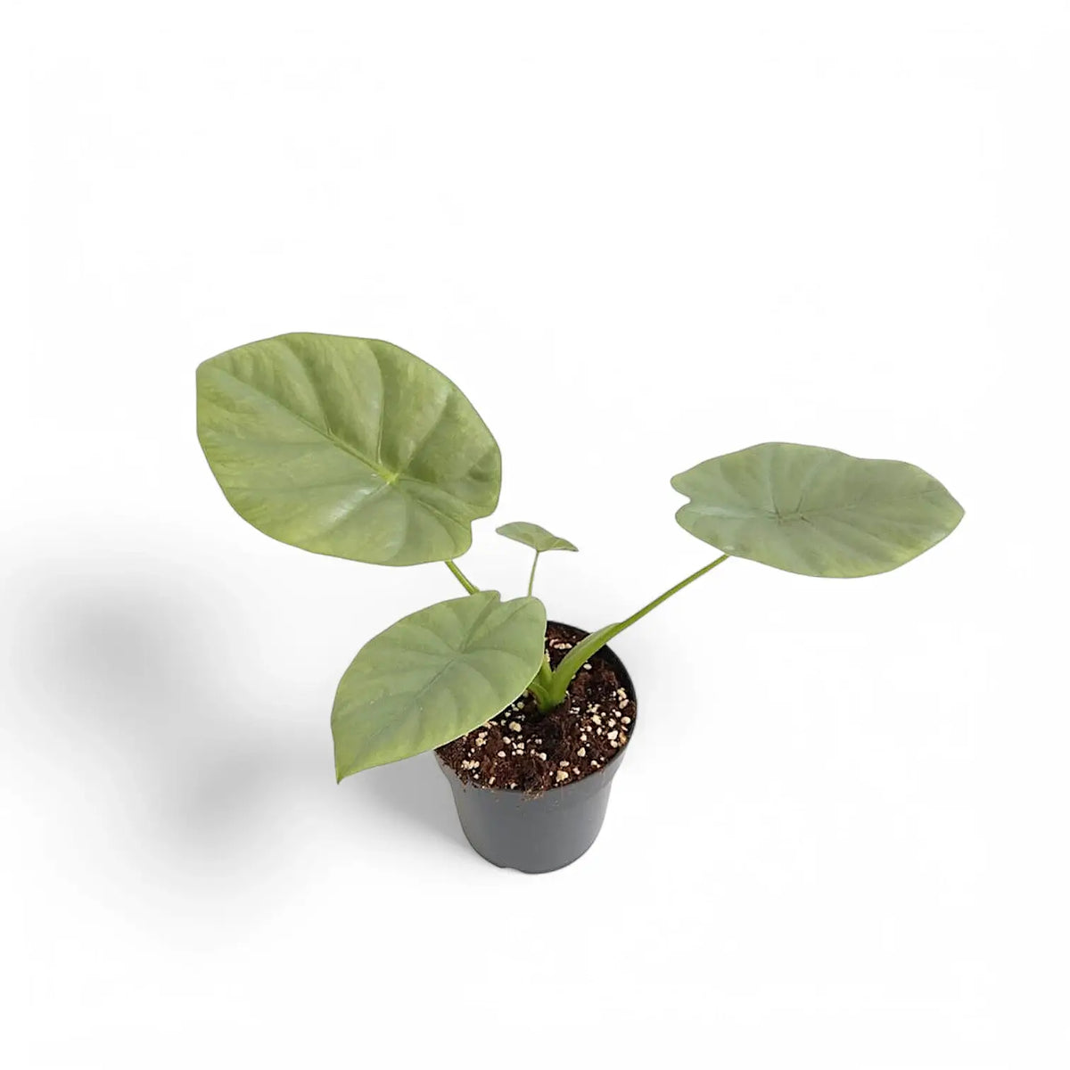 Alocasia 'Opal beauty' Zimmerpflanze im Anzuchttopf vor weißem Hintergrund, Produktfoto 2.