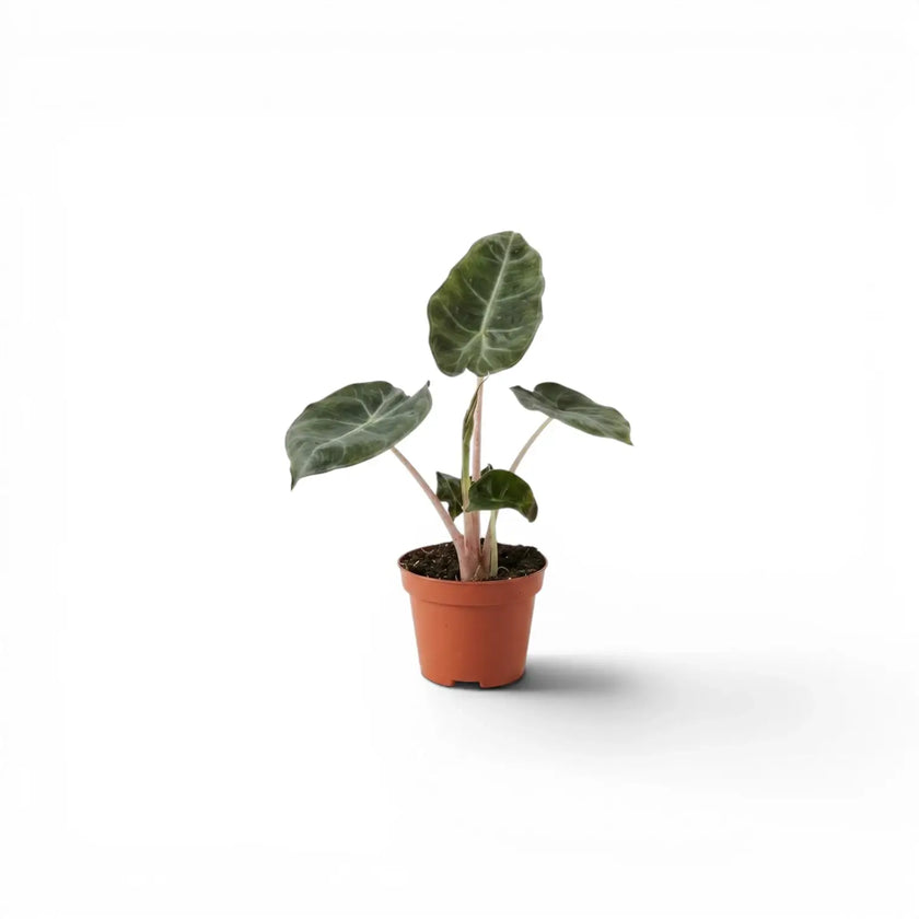 Small potted Alocasia 'Pink Dragon' baby plant with green leaves and pink petioles on a white background