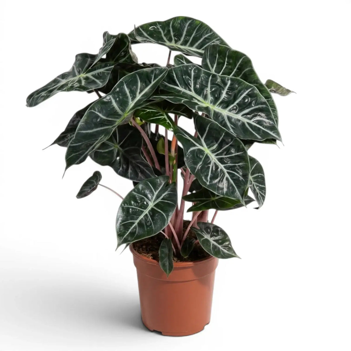 Large potted Alocasia 'Pink Dragon' plant with green leaves and pink petioles on a white background
