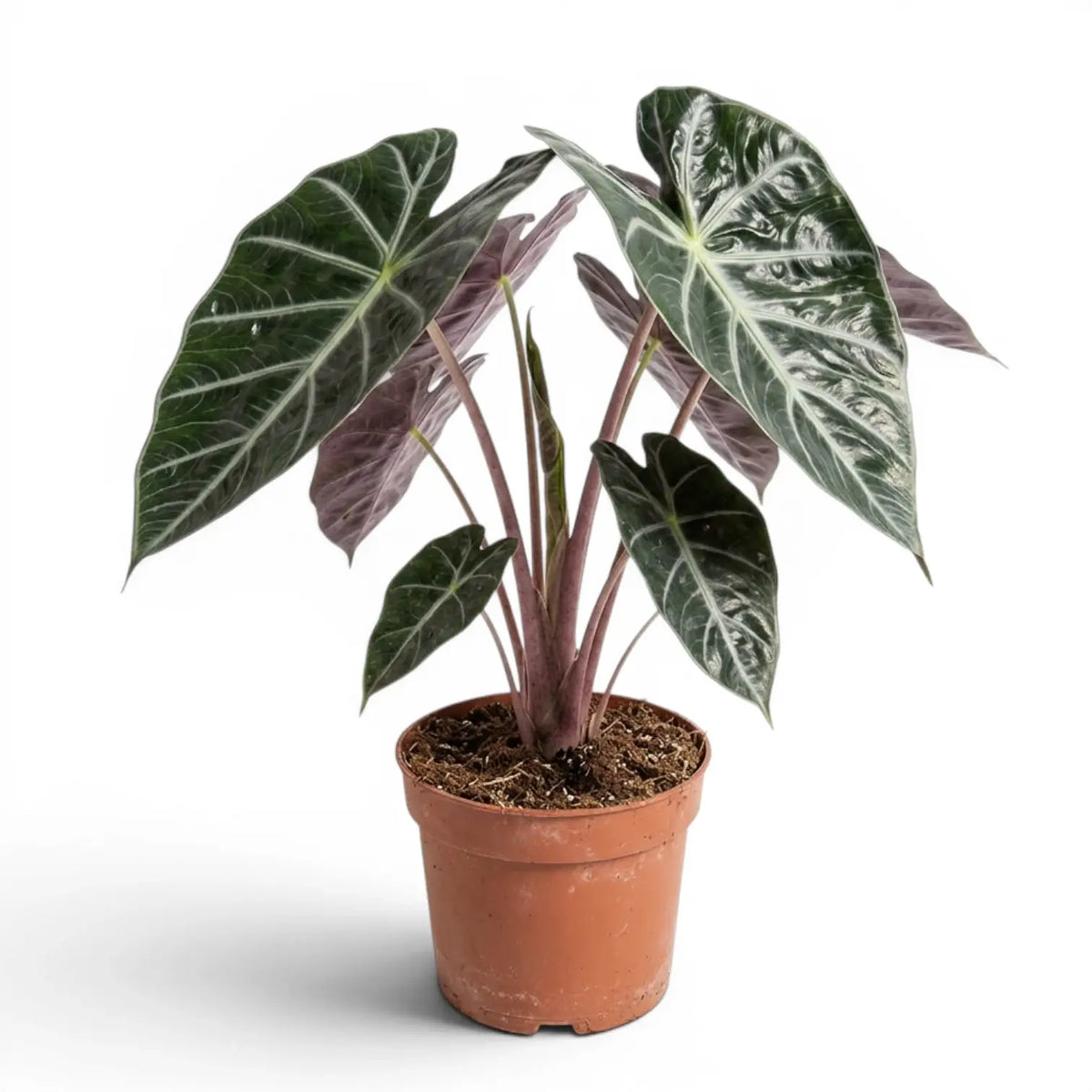 Large potted Alocasia 'Pink Dragon' plant with green leaves and pink petioles on a white background