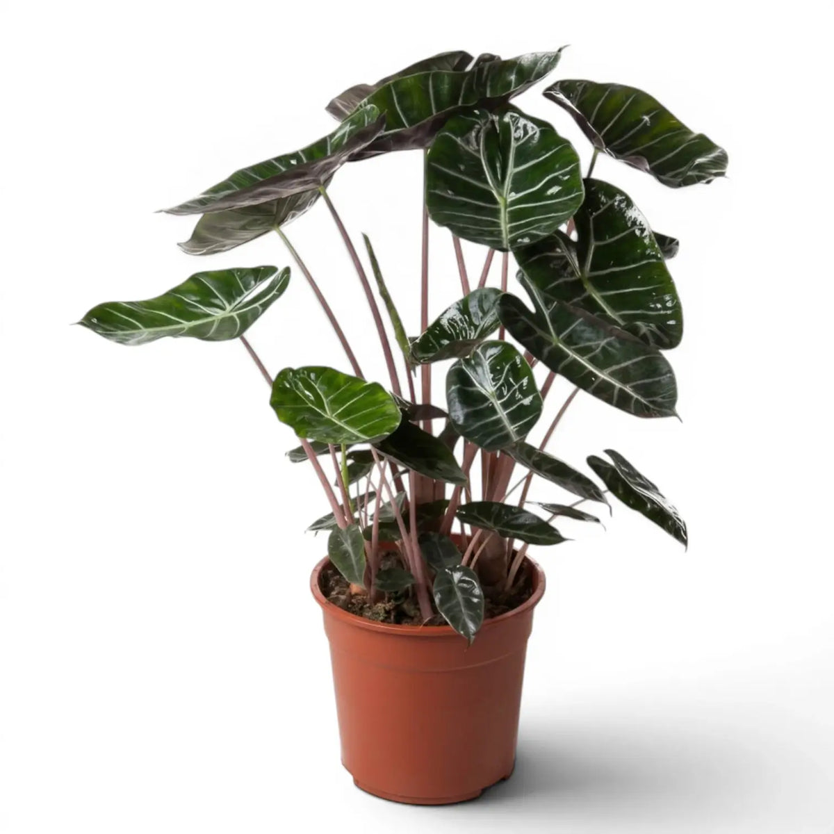 Large potted Alocasia 'Pink Dragon' plant with green leaves and pink petioles on a white background