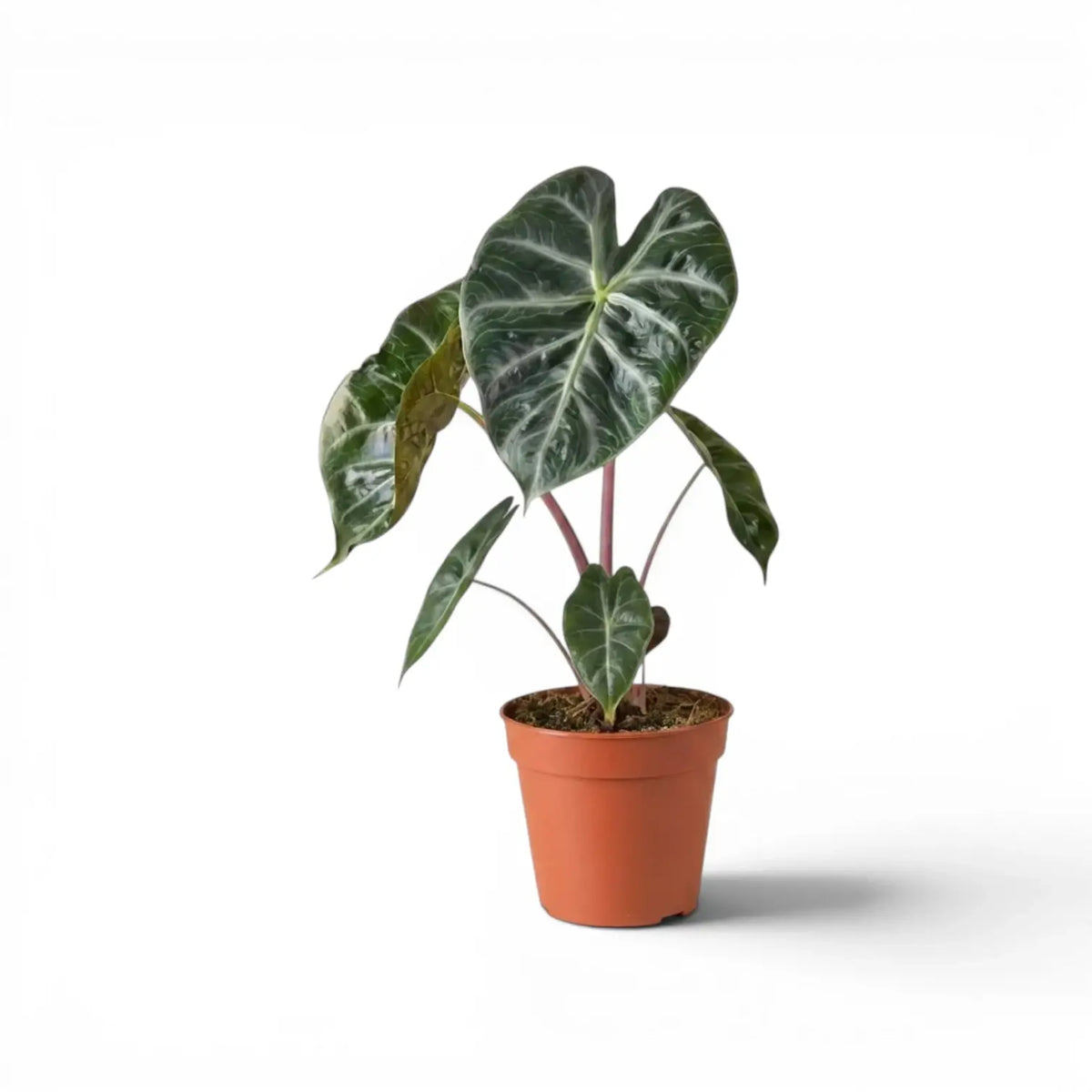 Potted Alocasia 'Pink Dragon' plant with green leaves and pink petioles on a white background