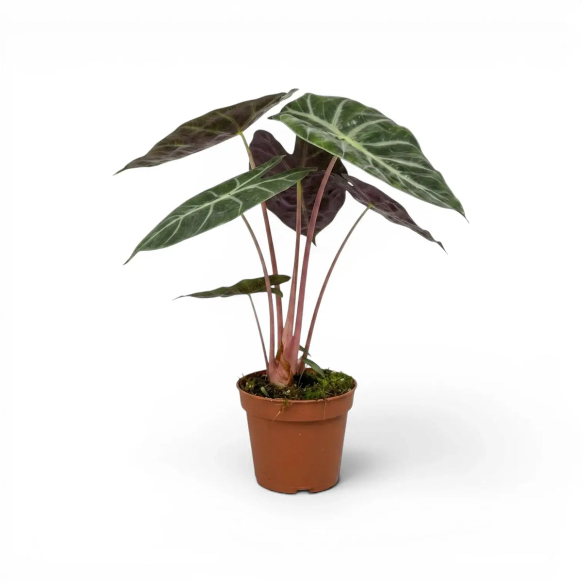 Potted Alocasia 'Pink Dragon' plant with green leaves and pink petioles on a white background
