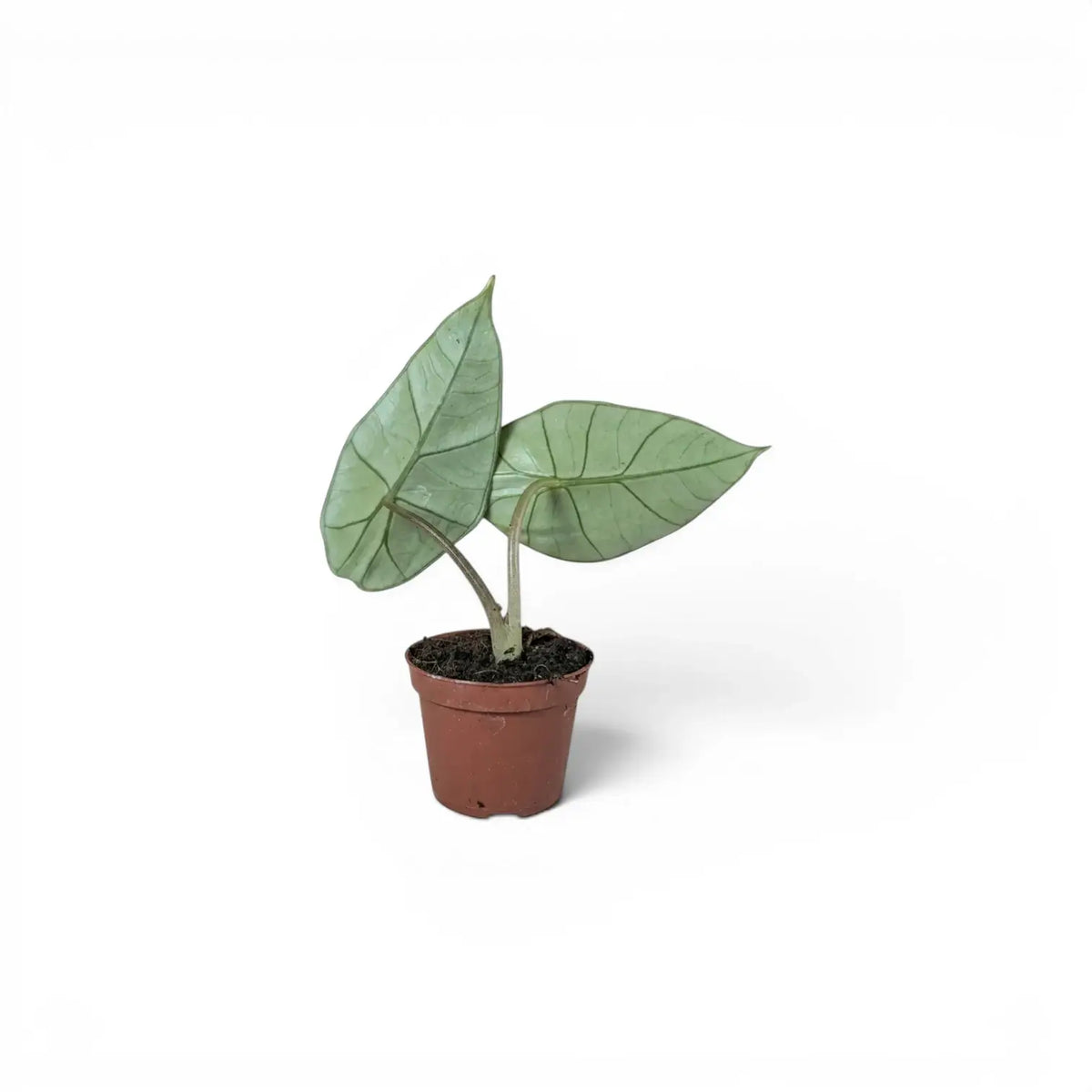Alocasia Platinum baby plant in a nursery pot on a white background