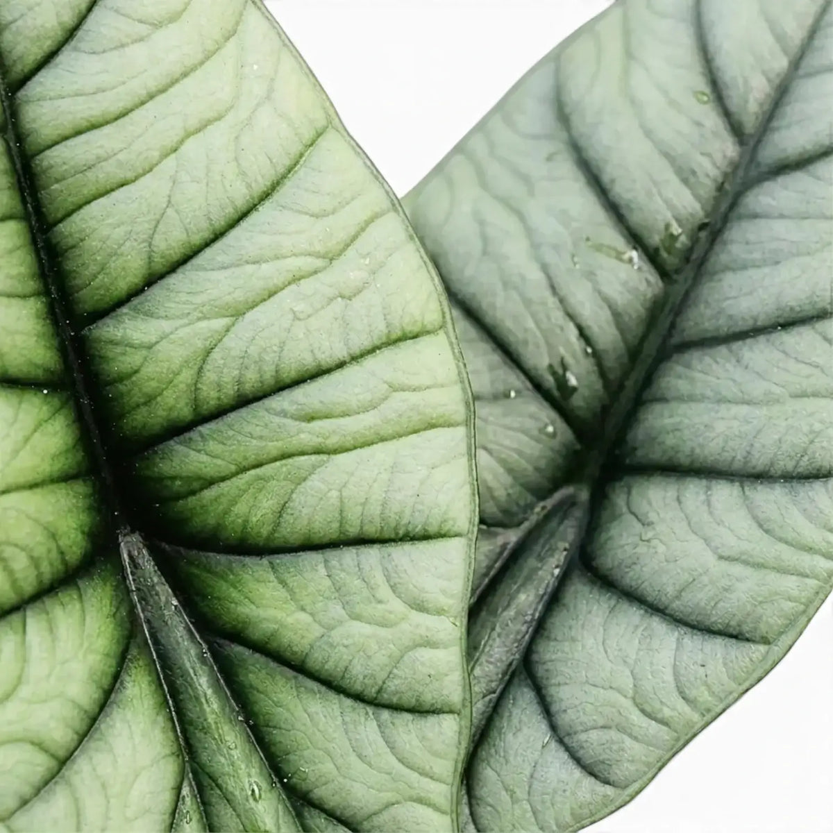 Close up of silver leaves of Alocasia Platinum on a white background
