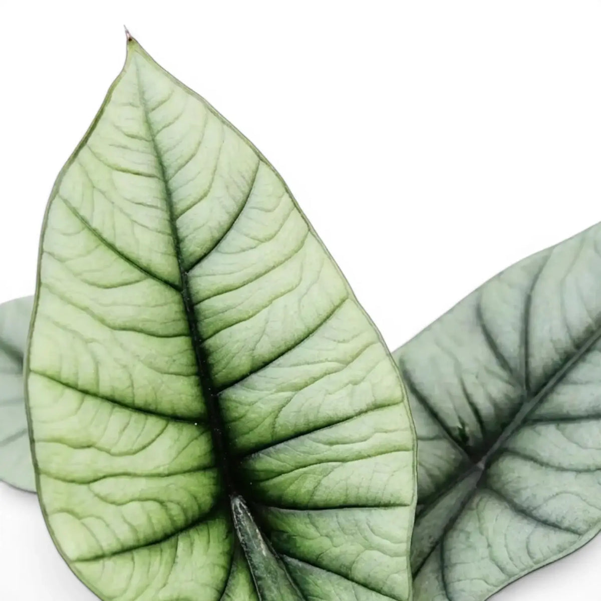 Close up of silver leaves of Alocasia Platinum on a white background
