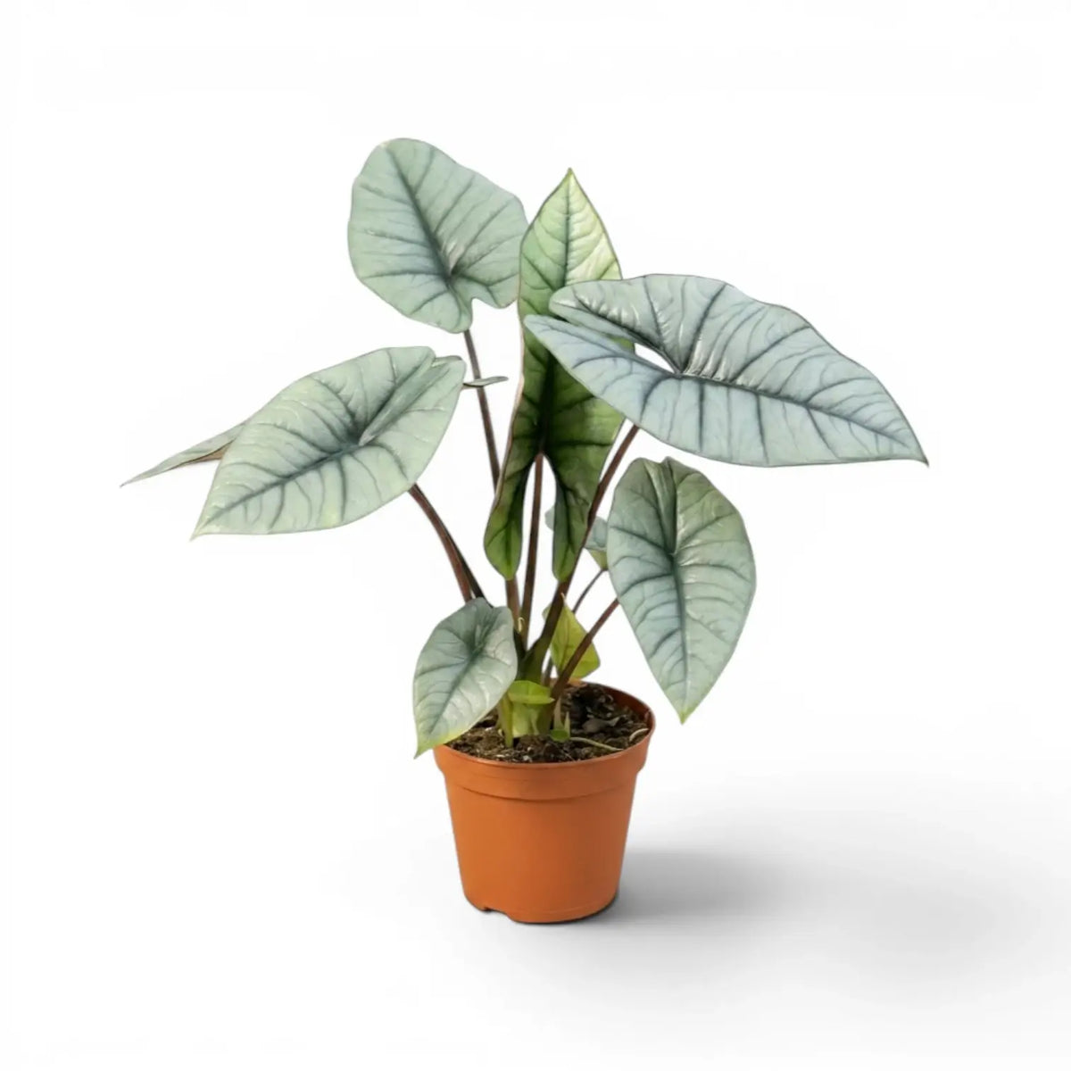 Alocasia Platinum plant in a nursery pot on a white background
