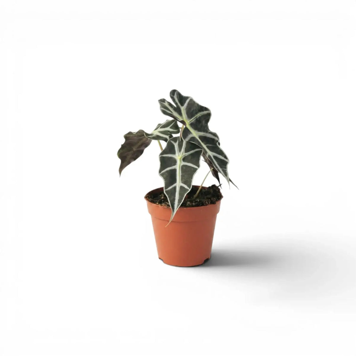 Small potted Alocasia Polly baby plant with dark green leaves on a white background
