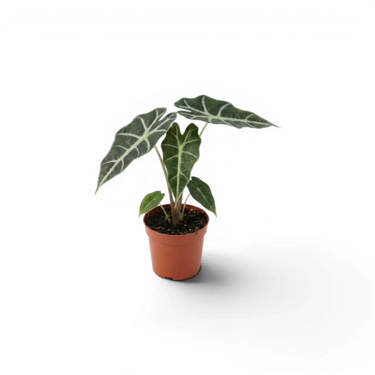Small potted Alocasia Polly baby plant with dark green leaves on a white background