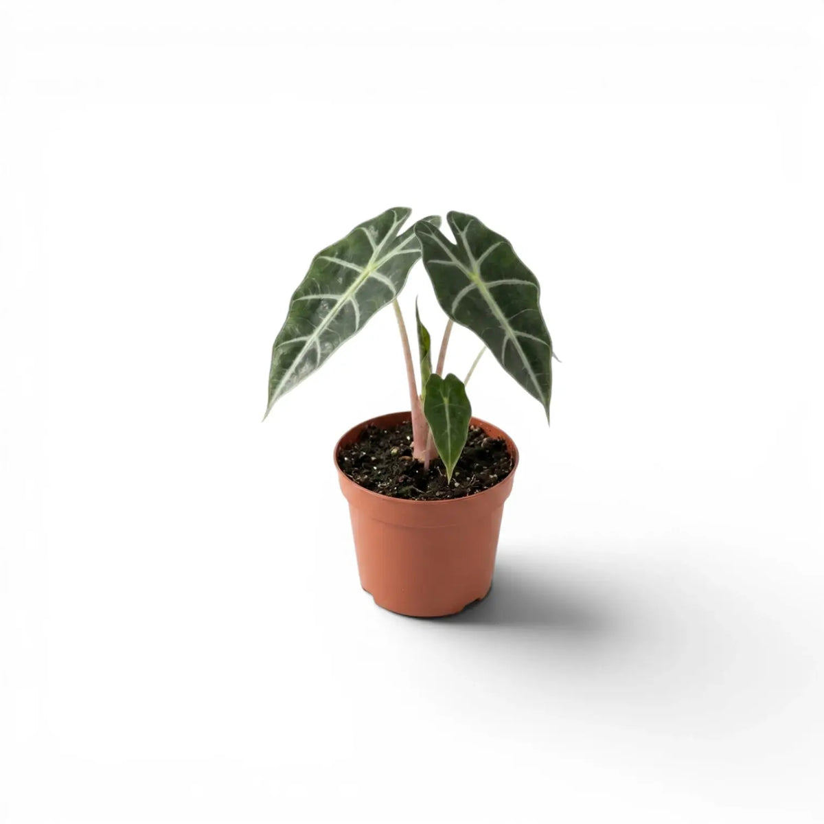 Potted Alocasia Polly baby plant with dark green leaves on a white background