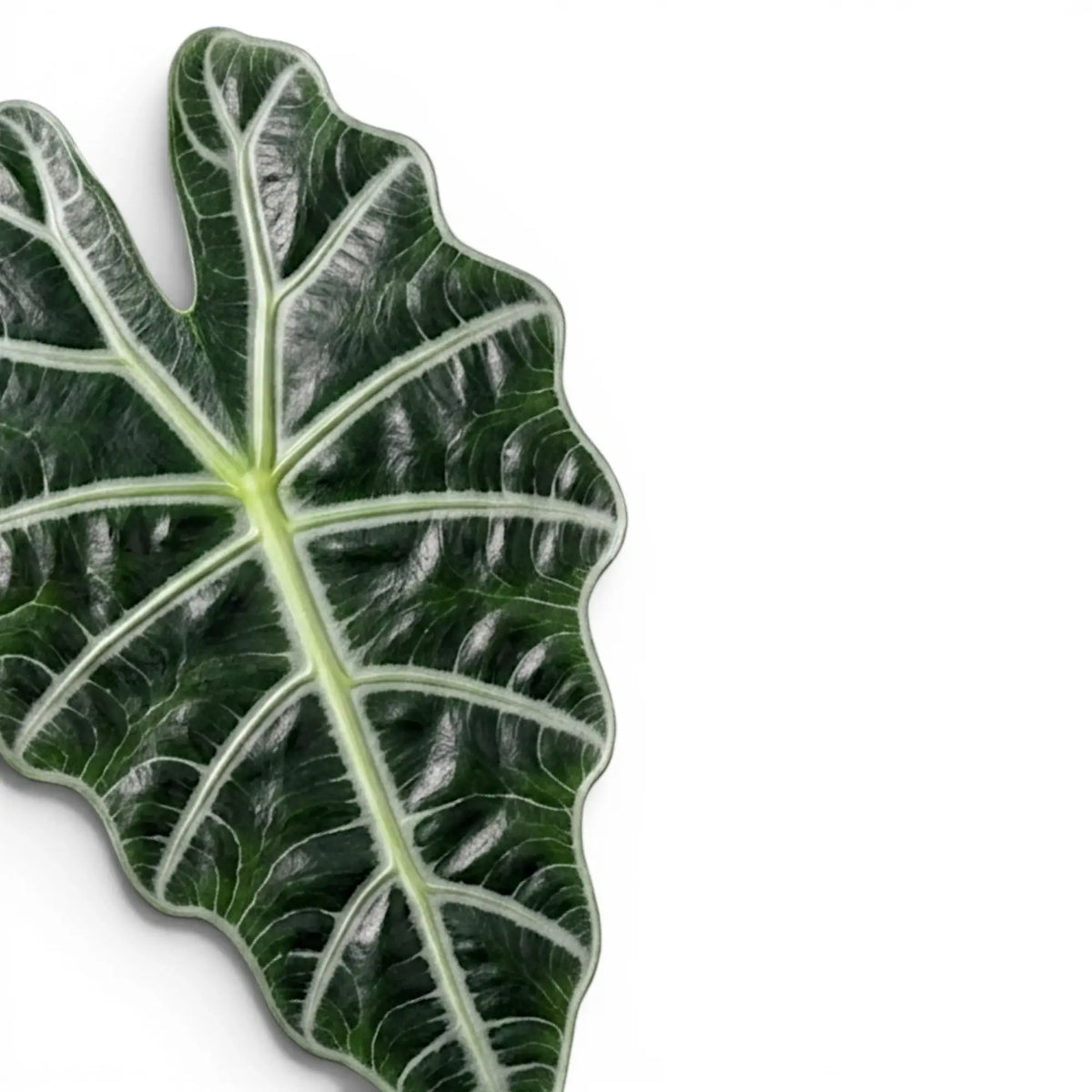 Alocasia Polly, close-up of a large green leaf with white veins on a white background
