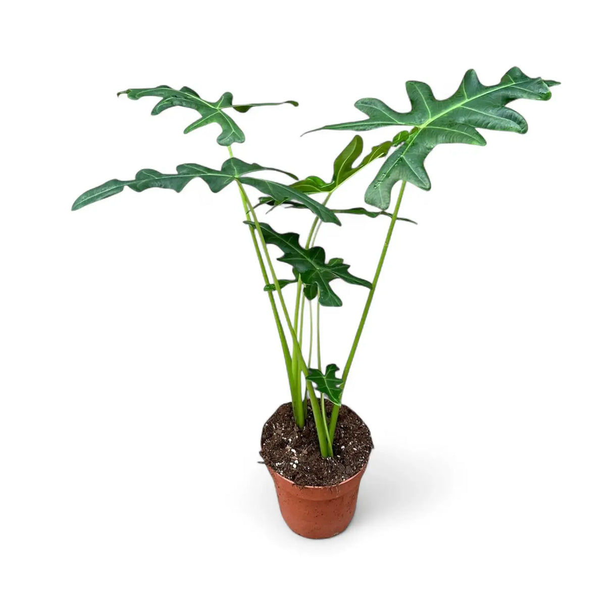 Alocasia portei potted plant in nursery pot on white background.
