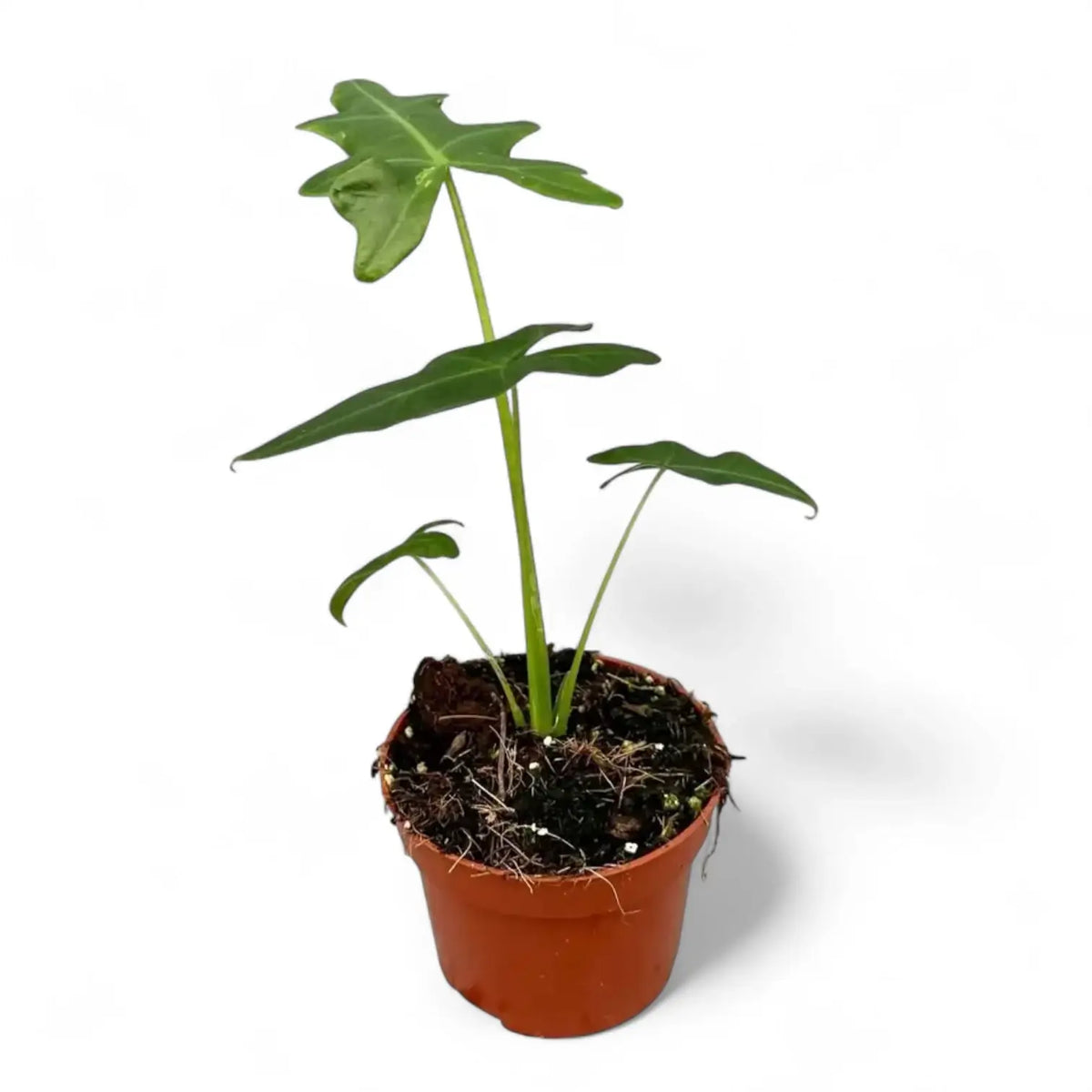 Alocasia portei potted plant in nursery pot on white background.