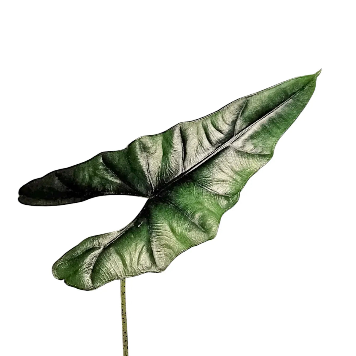 Alocasia princeps – Blattdetail vor weißem Hintergrund..