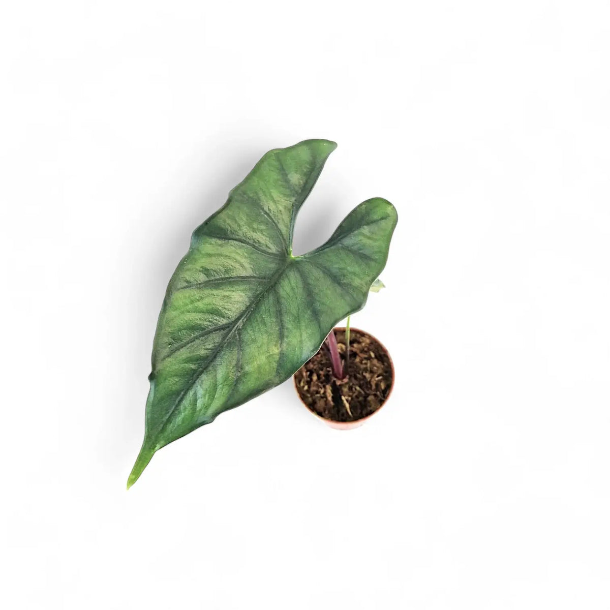 Alocasia princeps 'Purple cloak' potted plant in nursery pot on white background.