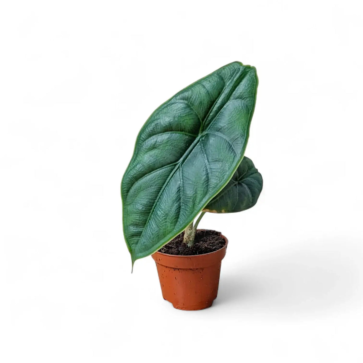 Alocasia puncakborneensis potted plant in nursery pot on white background.