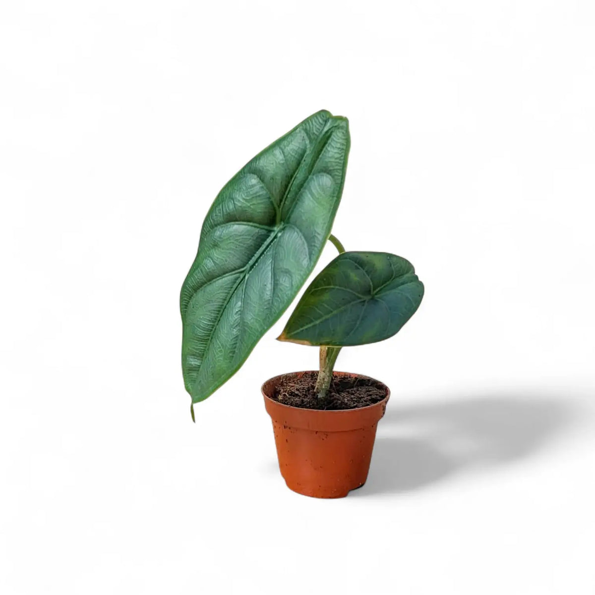 Alocasia puncakborneensis potted plant in nursery pot on white background.