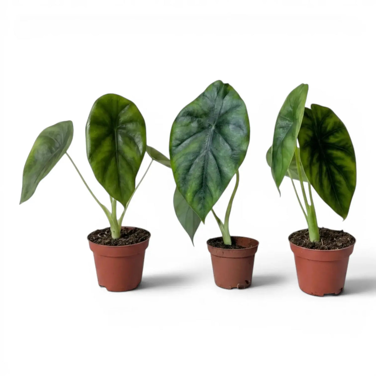 Small Alocasia Regal Shields baby plant in a nursery pot on a white background