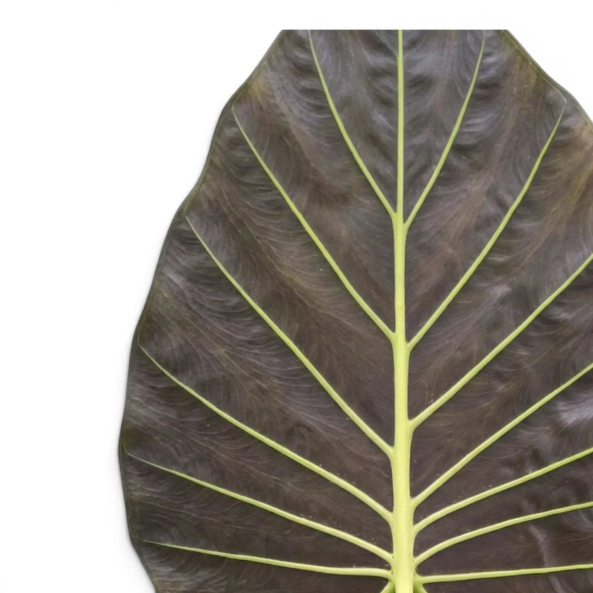 Close-up of large, very dark Alocasia Regal Shields leaf on white background