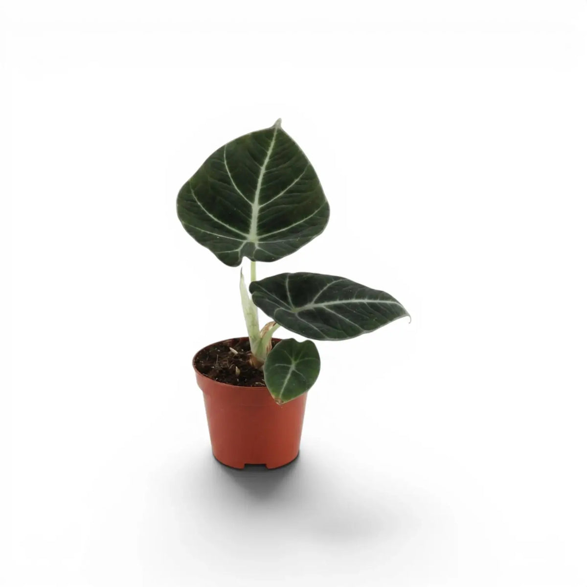 Alocasia reginula Black Velvet baby plant with textured, almost black leaves with contrasting veins in a nursery pot on a white background