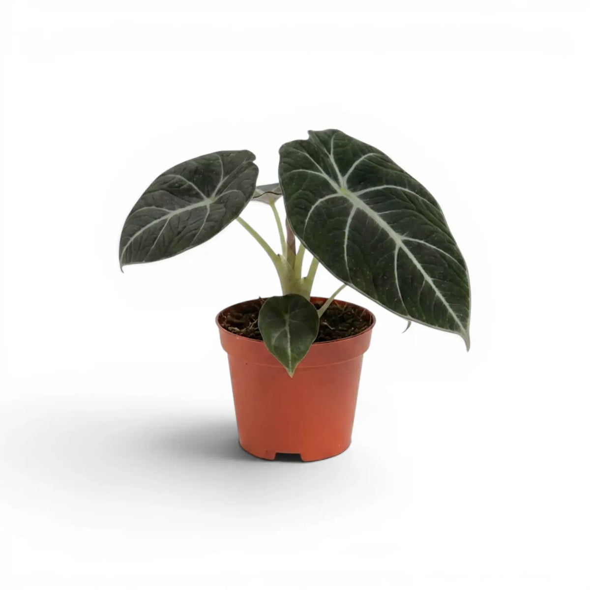 Alocasia reginula Black Velvet baby plant with textured, almost black leaves with contrasting veins in a nursery pot on a white background