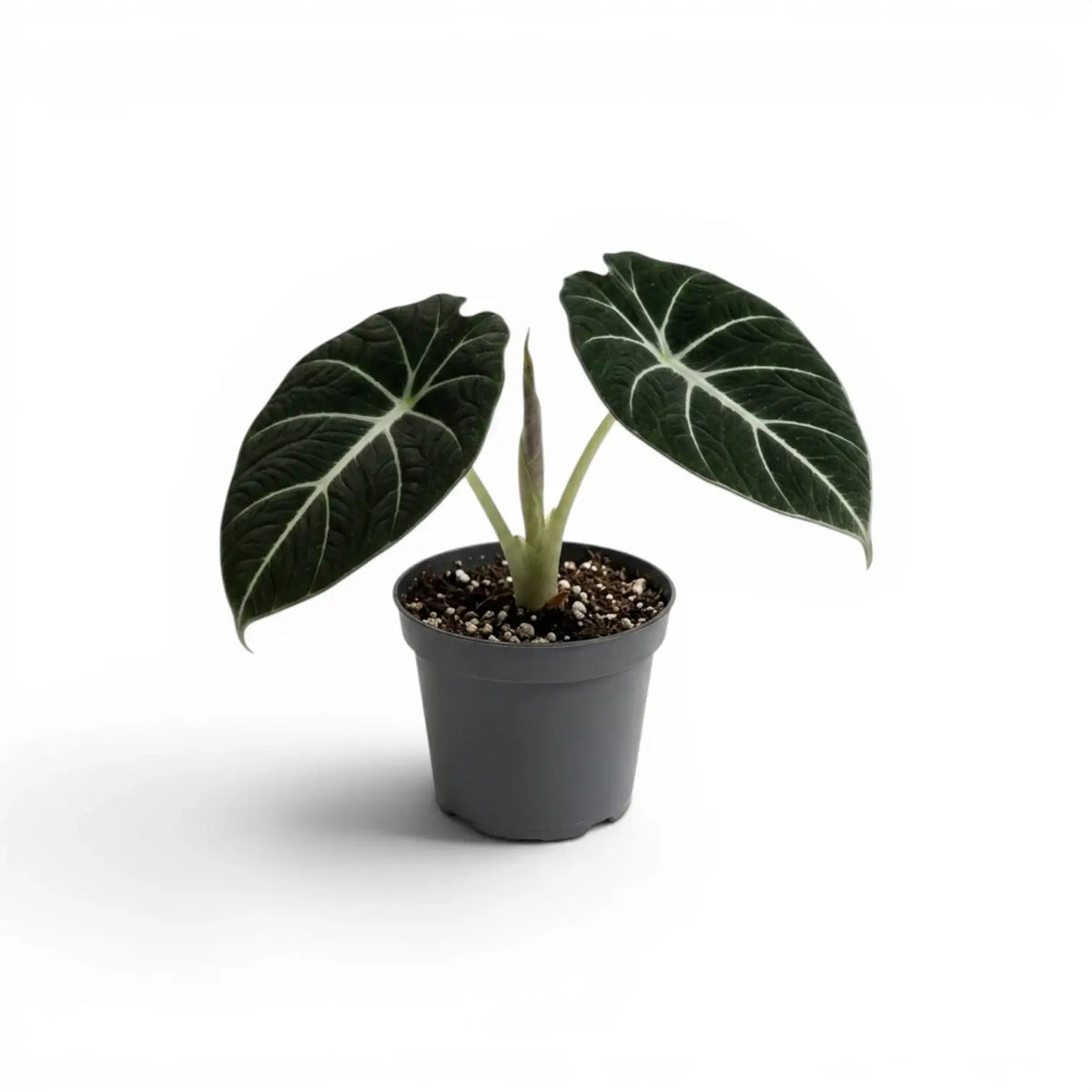 Young Alocasia reginula Black Velvet with very dark leaves and contrasting white veins in a nursery pot on a white background