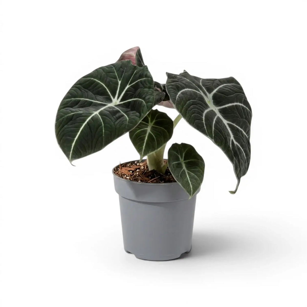 Alocasia reginula Black Velvet medium-sized plant with textured, almost black leaves with contrasting veins in a nursery pot on a white background