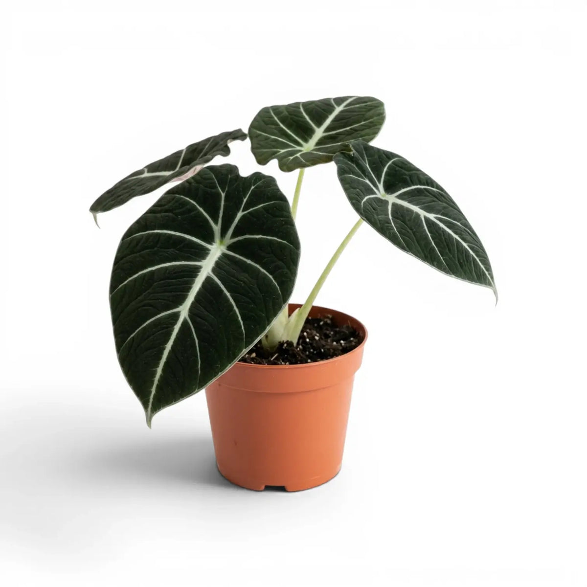 Alocasia reginula Black Velvet medium-sized plant with textured, almost black leaves with contrasting veins in a nursery pot on a white background