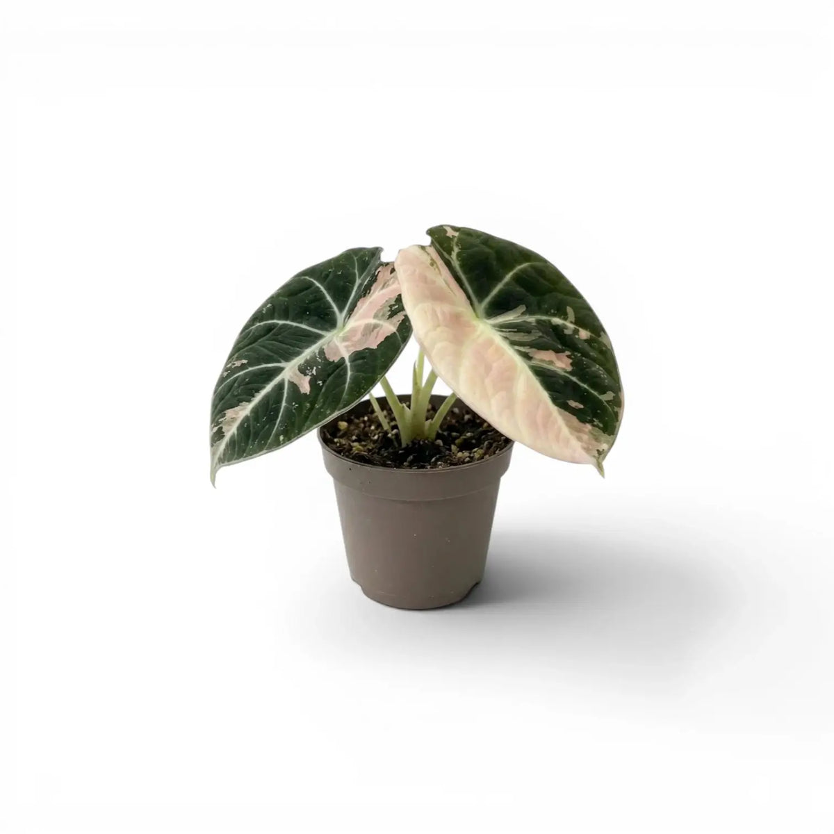 Kleine Jungpflanze von Alocasia reginula pink variegata mit dunkelgrünen Blättern und rosa Panaschierung im Anzuchttopf vor weißem Hintergrund