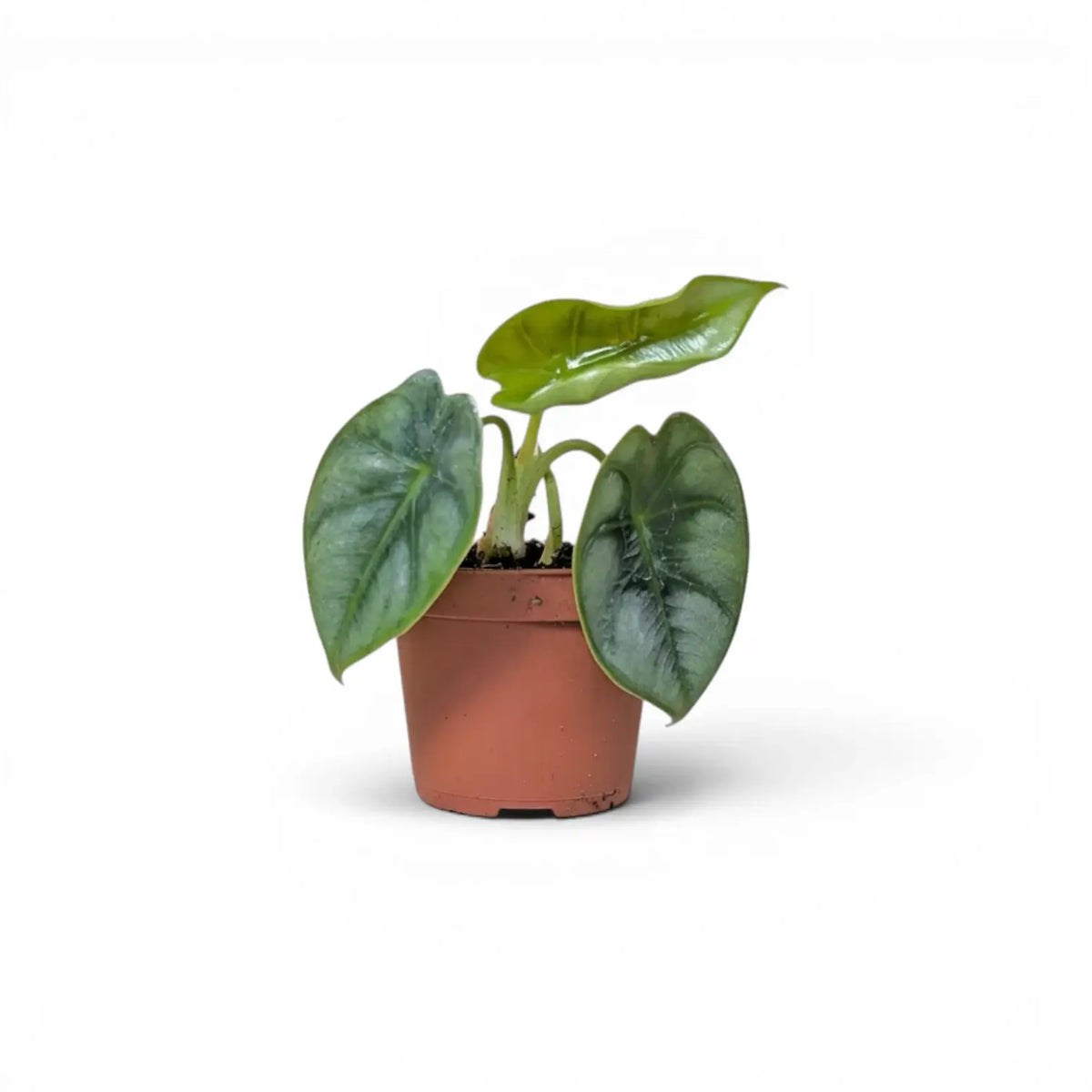 Kleine Jungpflanze von Alocasia reversa im Topf mit charakteristischen Blättern und dunklerer Zeichnung entlang der Mittelrippe vor weißem Hintergrund