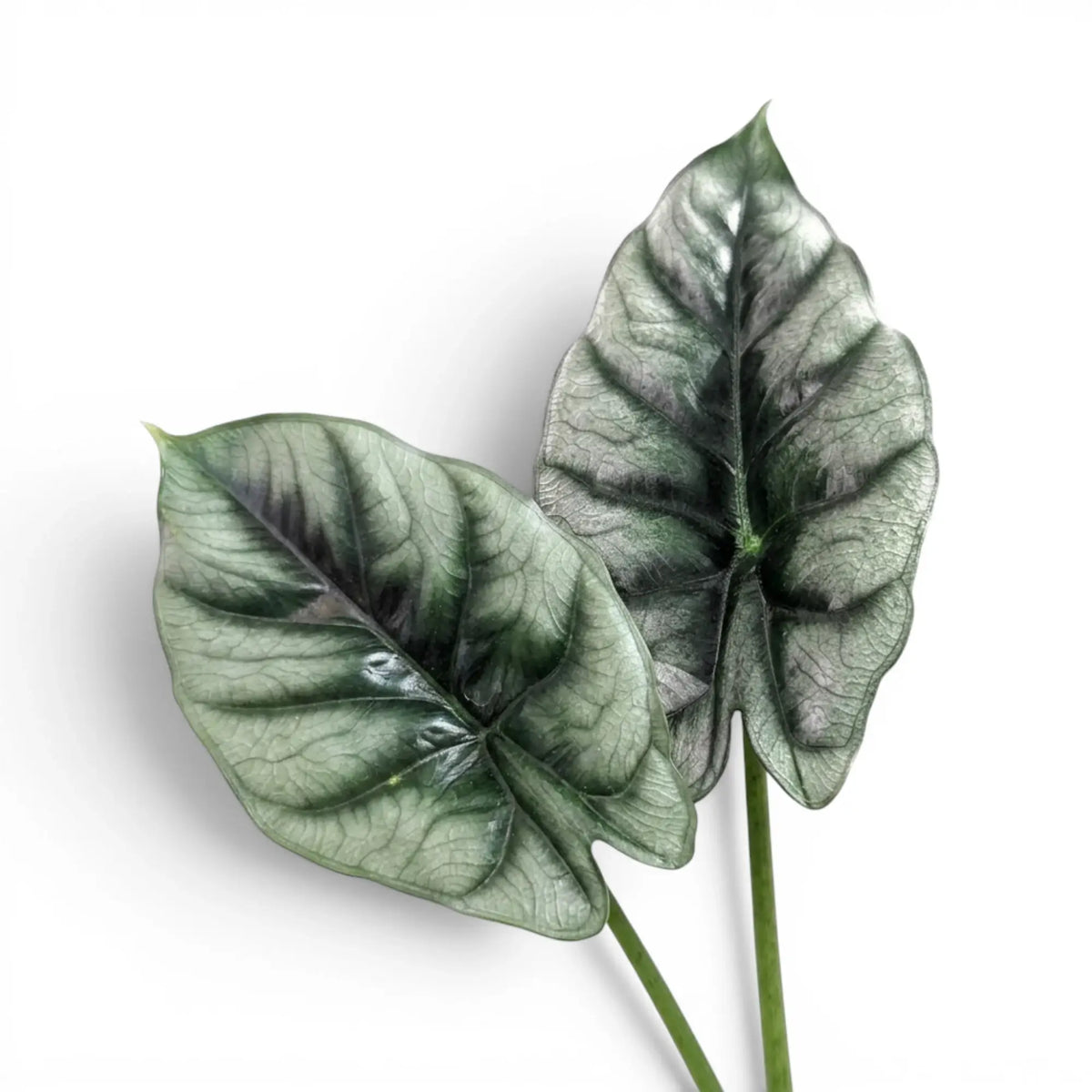 Nahaufnahme eines charakteristischen Blatts von Alocasia reversa mit dunklerer Zeichnung entlang der Mittelrippe vor weißem Hintergrund