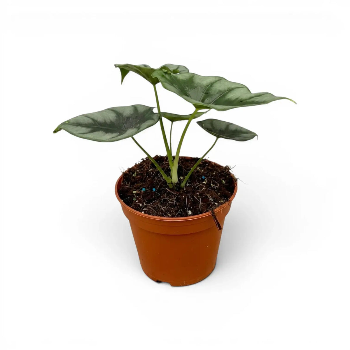 Alocasia reversa mit silbergrauen Blättern und dunklerer Zeichnung entlang der Mittelrippen im Anzuchttopf vor weißem Hintergrund