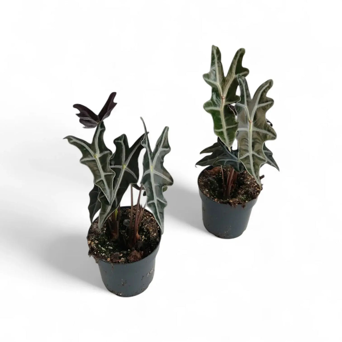 Alocasia sanderiana 'Nobilis' potted plant in nursery pot on white background.
