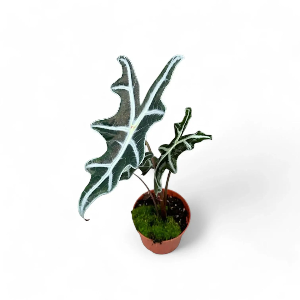 Alocasia sanderiana 'Nobilis' potted plant in nursery pot on white background.