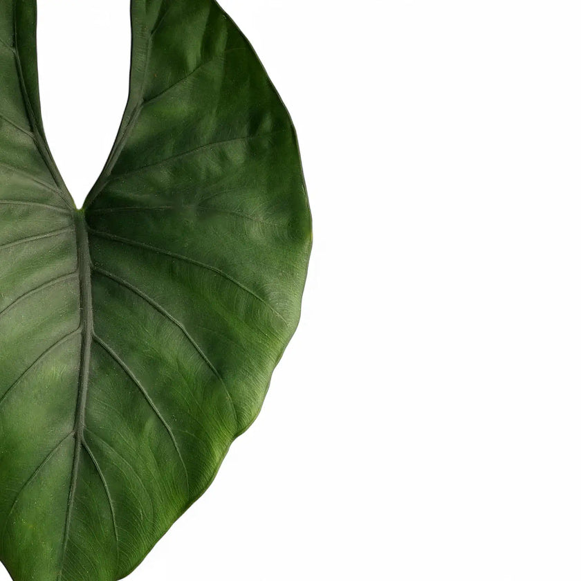 Alocasia scabriuscula leaf close-up on white background.