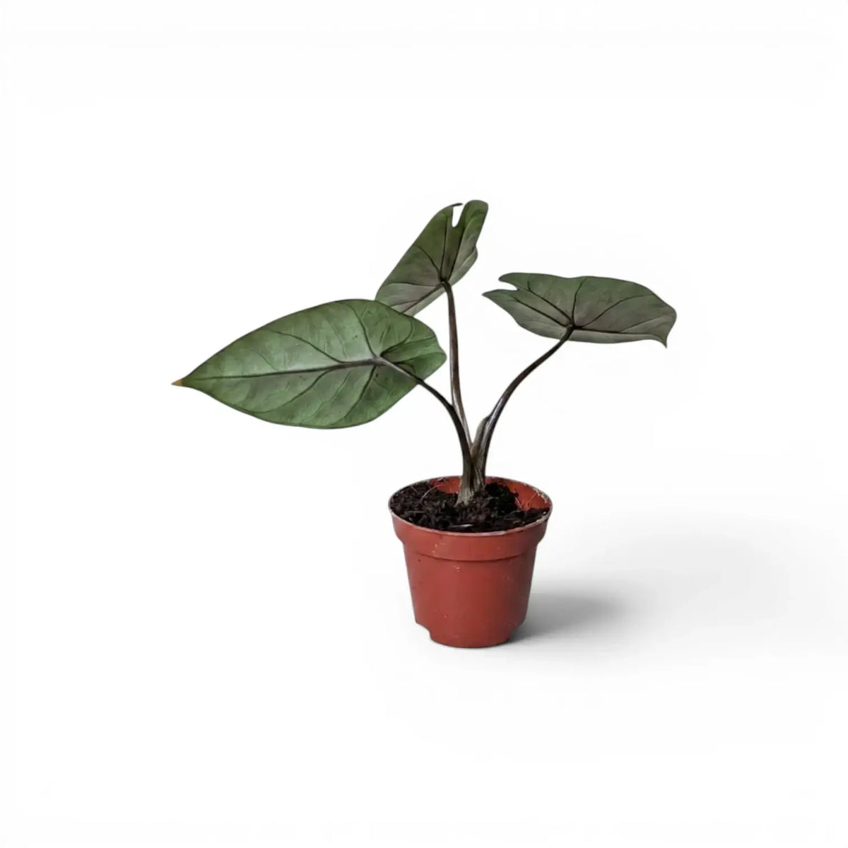 Jungpflanze von Alocasia scalprum mit lanzettlichen Blättern im Anzuchttopf vor weißem Hintergrund
