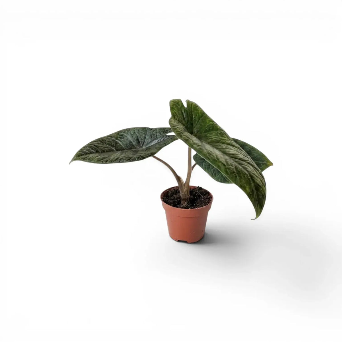 Jungpflanze von Alocasia scalprum mit lanzettlichen Blättern im Anzuchttopf vor weißem Hintergrund