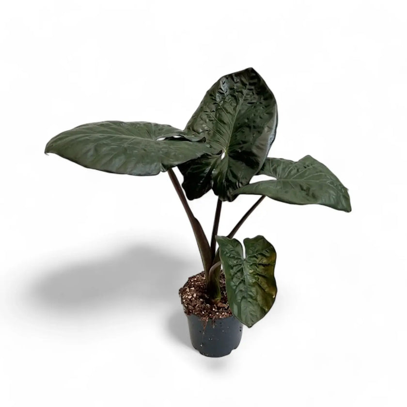 Alocasia 'Serendipity' potted plant in nursery pot on white background.