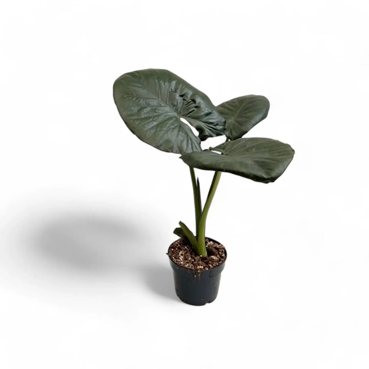 Alocasia 'Serendipity' potted plant in nursery pot on white background.