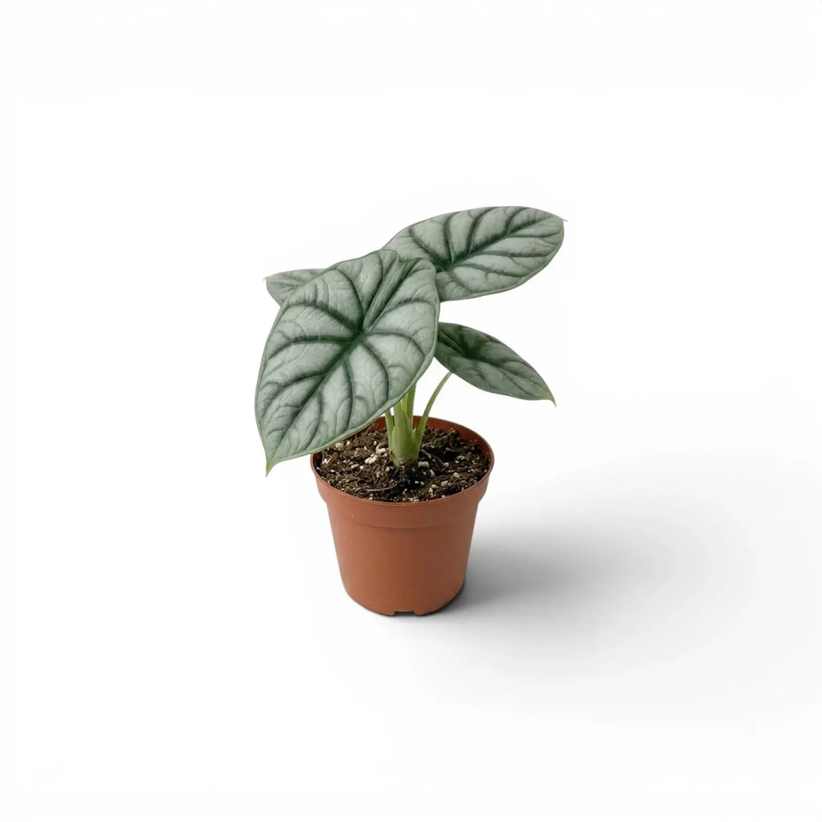Small potted Alocasia baginda 'Silver Dragon' baby plant with silver leaves on a white background
