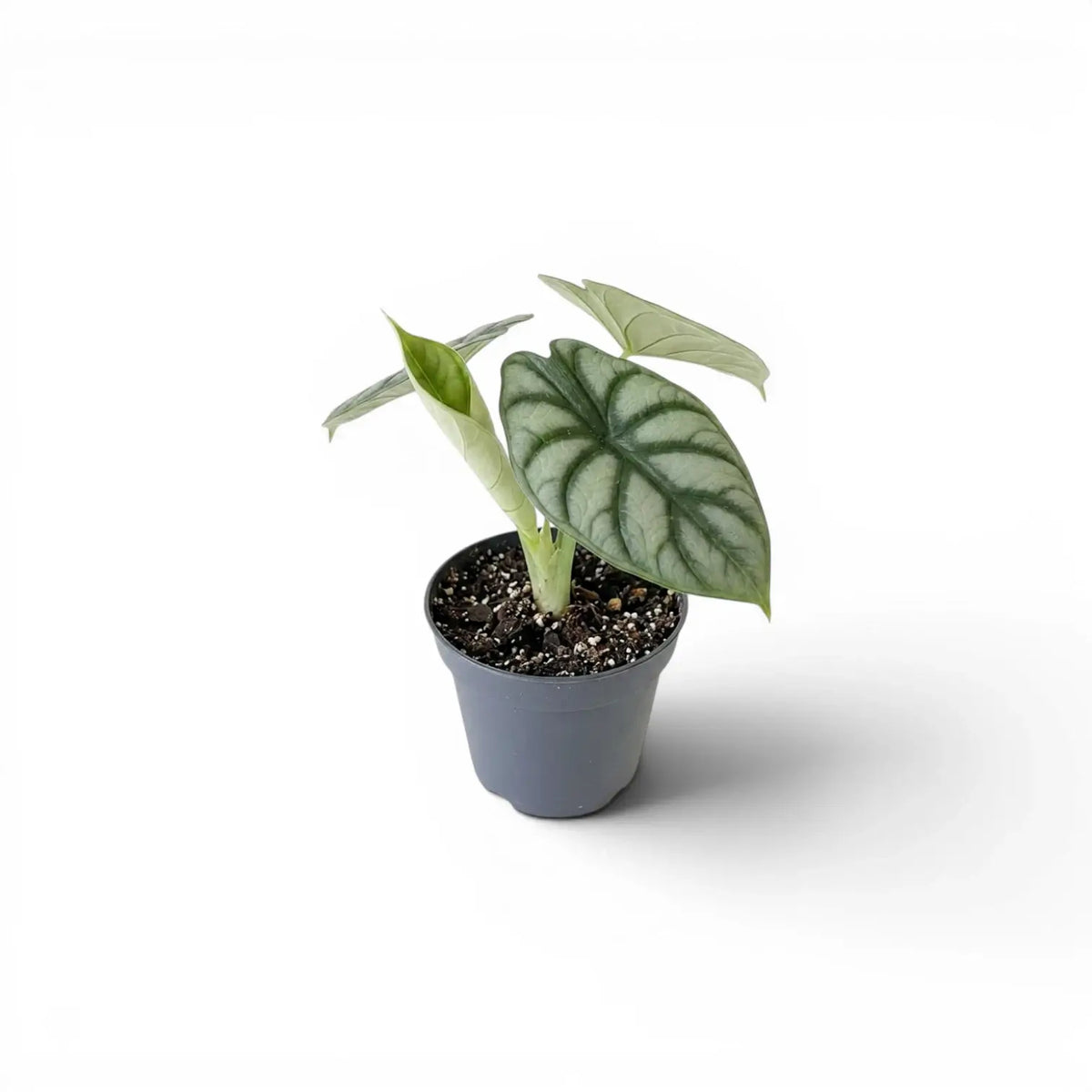 Small potted Alocasia baginda 'Silver Dragon' baby plant with silver leaves on a white background