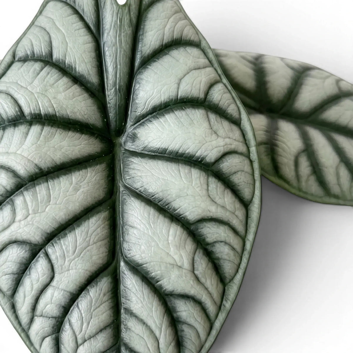 Close-up of Alocasia baginda 'Silver Dragon' leaves with silver blades and dark veins on a white background