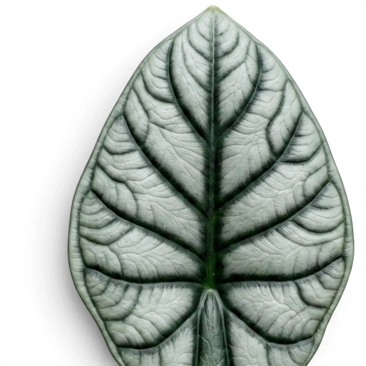 Close-up of Alocasia baginda 'Silver Dragon' leaf with silver colouration and dark veins on a white background