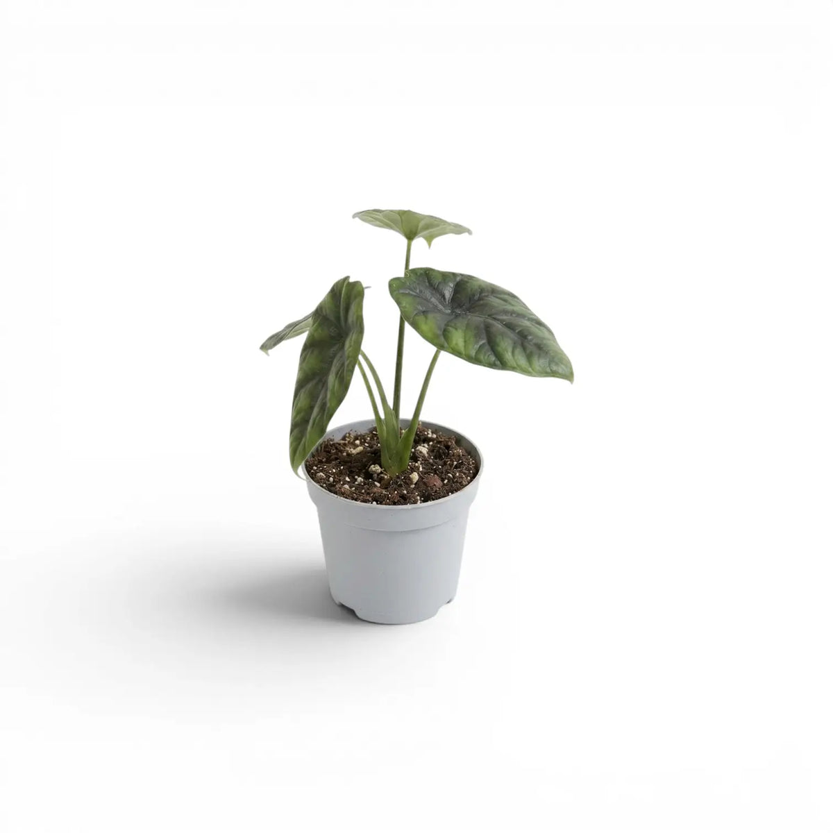 Alocasia sinuata baby plant in a nursery pot.