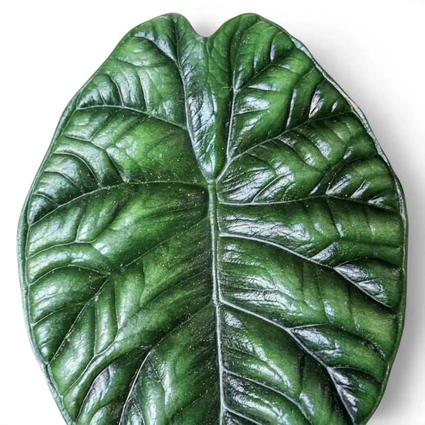 Close-up of Alocasia sinuata leaves.